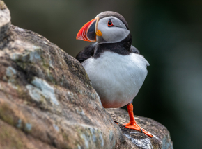 Puffins at Dunnet Head