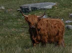 Our native Highland coos!