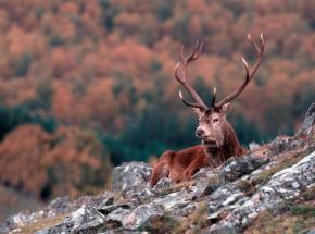 Red deer Stag, Royal Deeside
