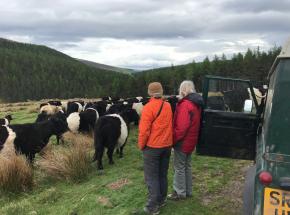 Some belted Galloway Cattle...