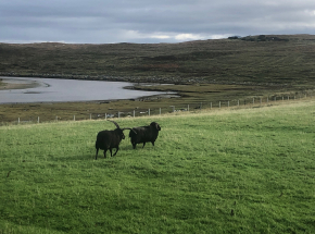 Hebridean sheep