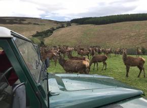 Feeding the Red Deer on a Highland Estate in the Cairngorms!