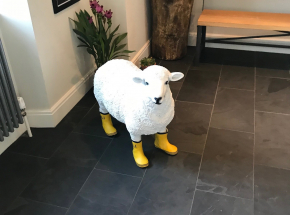 A sheep with wellies on Islay...