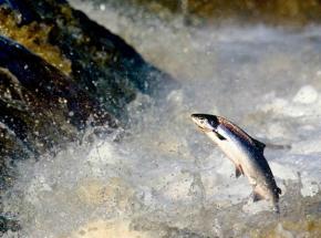 The Atlantic Salmon on its way upstream to spawn