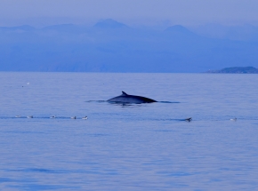 Minke whale, Skye