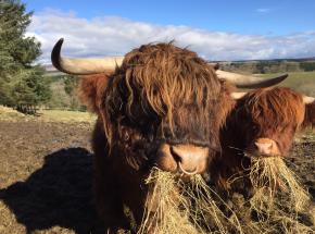 Meet a herd of Highland Cattle...