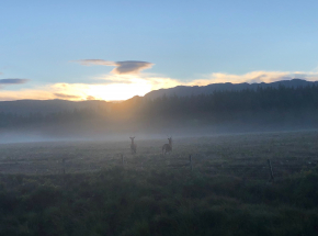 Red deer in the morning mist