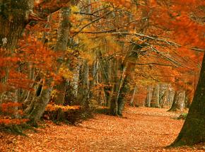 Beautiful autumn colours in Perthshire