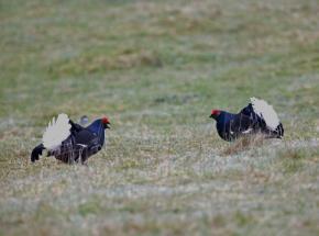 Black Grouse