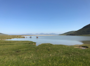 Cattle cooling down on Harris beach!