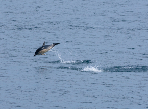 Hebridean Dolphin!